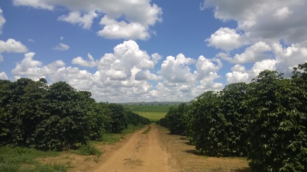 Veracruz Impulsa Agricultura Org Nica Con Mil Hect Reas De Cultivos