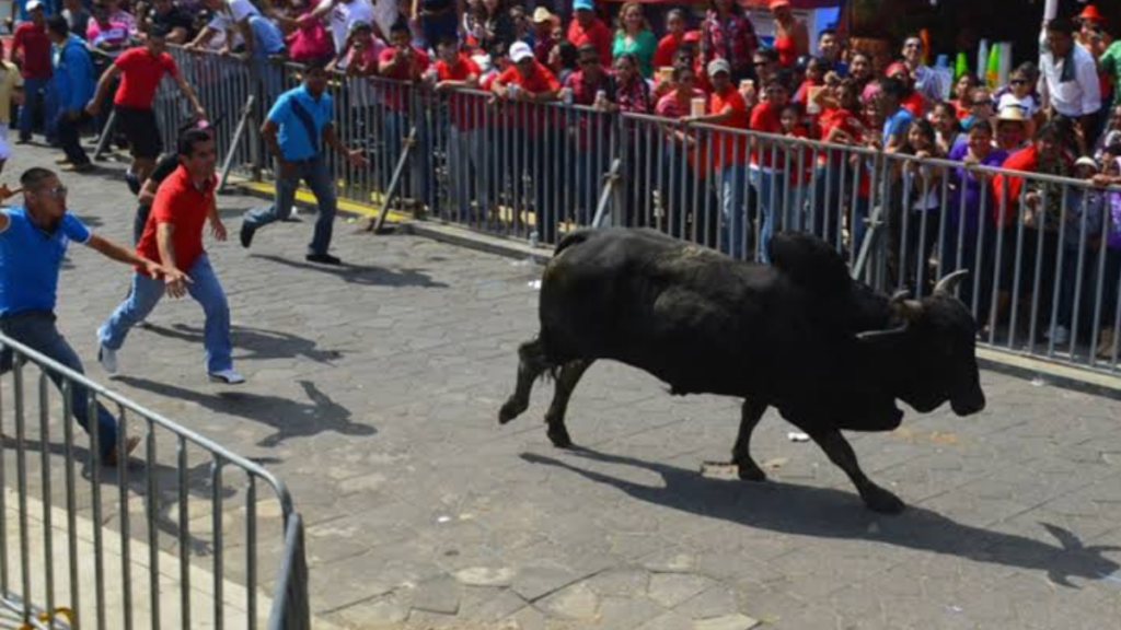 Exigen Sanci N Por Maltrato De Toros En Tlacotalpan Nv Noticias