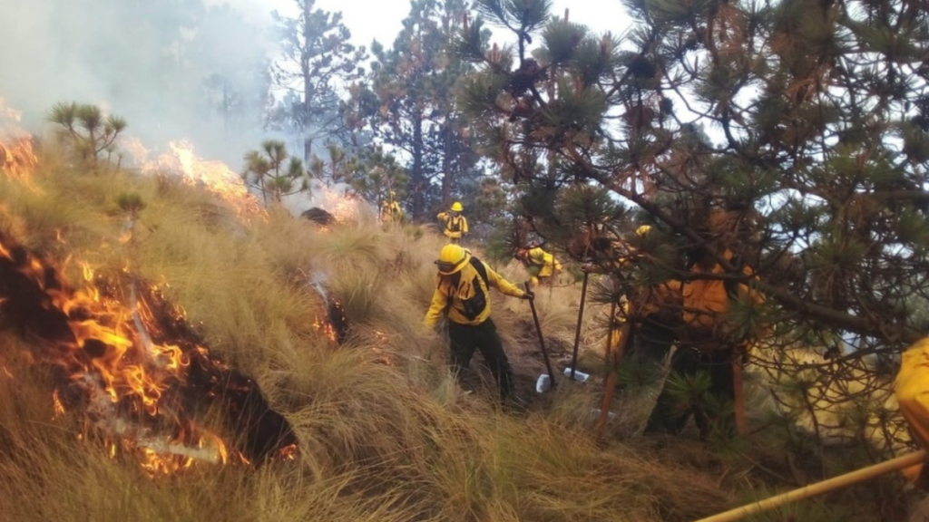 Estos Son Los Incendios Forestales Activos En La Entidad Veracruzana Nv Noticias 3209