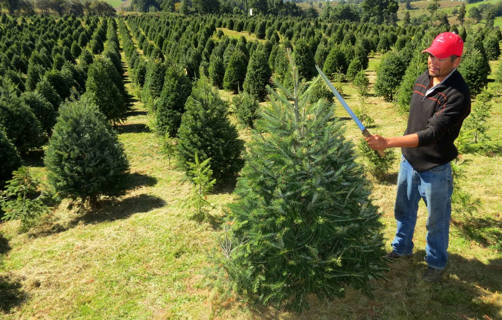 Producción de árboles de navidad en Veracruz es insuficiente para la  demanda – NV Noticias