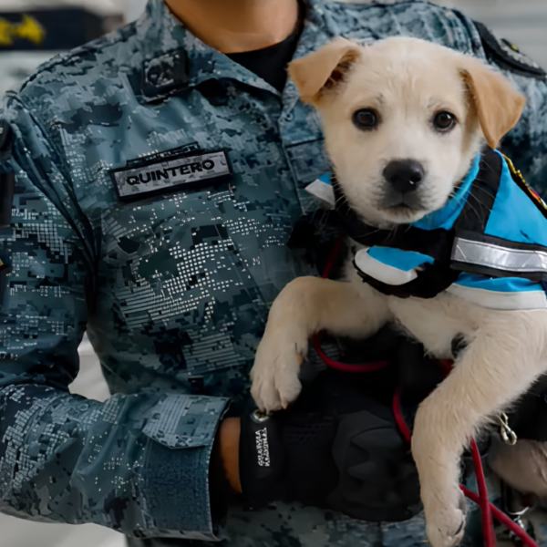 Binomios caninos del Ejército mexicano